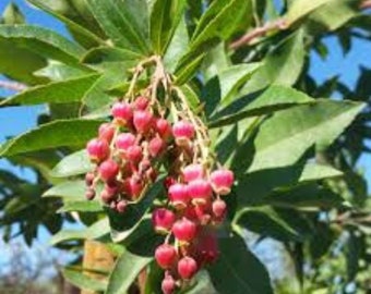 Arbutus Marina - Strawberry Tree - 1 Plants - 1 Feet Fall - Ship in 6" Pot