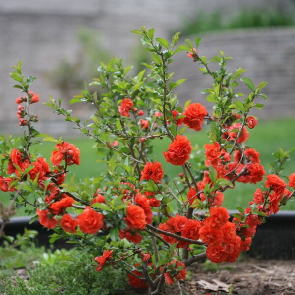 Double Take  Orange Flowering Quince  - 1  Plant  - 1 to 2  Feet Tall - Great for Bonsai - Ship in 3gal Pot