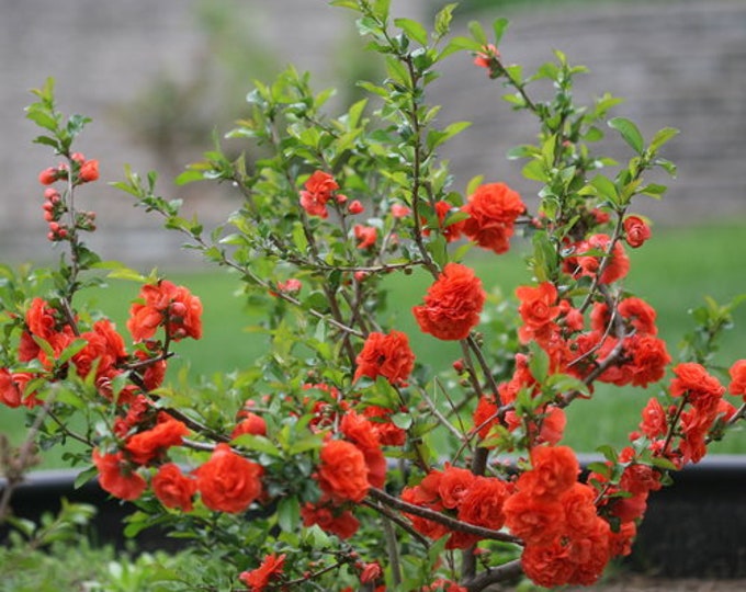 Double Take  Orange Flowering Quince  - 1  Plant  - 1 to 2  Feet Tall - Great for Bonsai - Ship in 3gal Pot