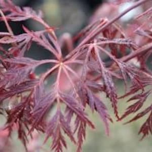 May include: Close-up of a Japanese maple tree branch with deep red, star-shaped leaves. The leaves have a delicate, almost feathery texture, with visible veins. The background is blurred, highlighting the intricate details of the foliage.