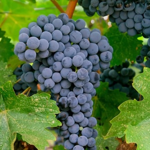 May include: Close-up of a cluster of ripe, dark purple grapes hanging from a vine. The grapes are round and plump, with a dusty bloom. Green leaves and brown branches surround the grapes, creating a natural backdrop. The image captures the essence of a vineyard.