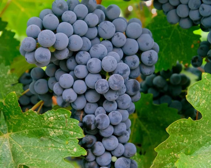 Merlot Seedless Grape -  1 plants - 1 feet fall -  ship in 6" pot
