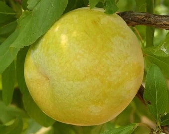 Flavor Queen Pluot - 2 to 3 Feet Tall - Ship in 6" pot