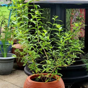 Lemon verbena - aloysia triphylla  - 2 feet tall - ship in 3 gal pot