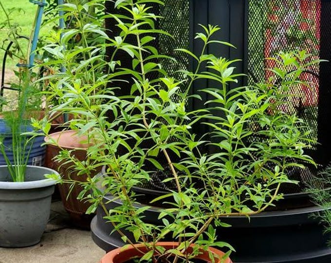 Lemon verbena - aloysia triphylla  - 2 feet tall - ship in 3 gal pot