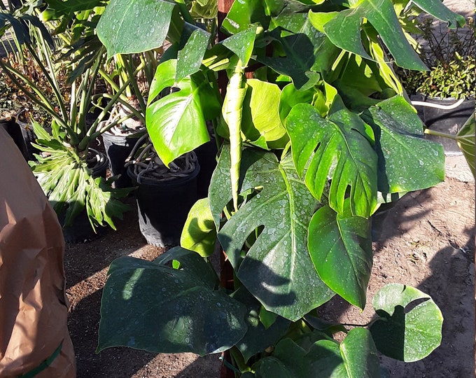 Split Leaf Philodendron Monstera - 3 to 4  Feet Tall  - Ship in 3 Gal Pot