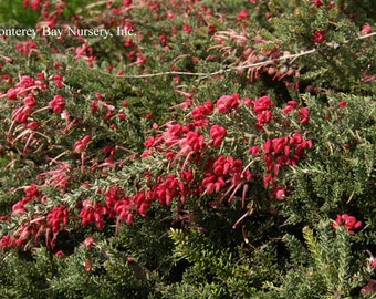 Grevillea 'Coastal GEM' - 1  Feet Tall - Ship in 6" Pot