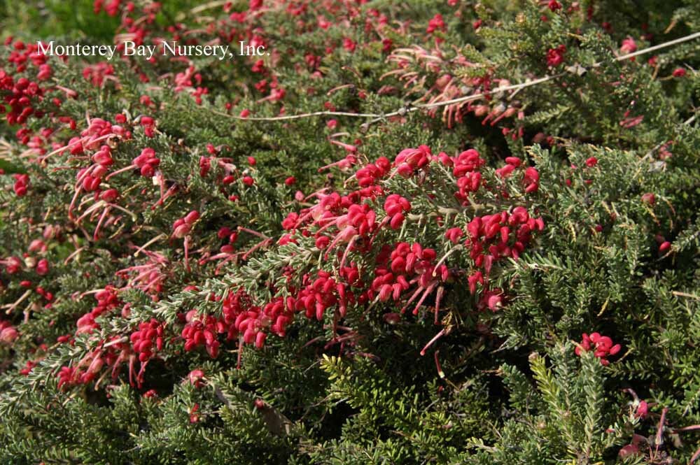Grevillea 'Coastal GEM' 1 Feet Tall Ship in 6 Pot