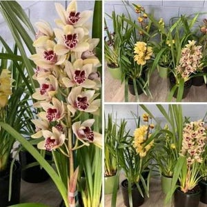 May include: A collage of potted Cymbidium orchids. The main image features a tall stem of cream-colored flowers with maroon markings. Other images show yellow and cream orchids in various stages of bloom, with long green leaves.