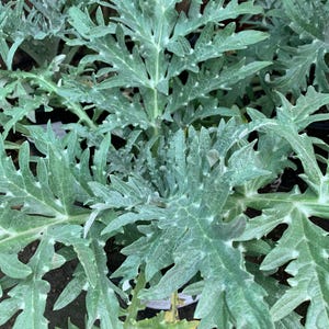 Greenglobe artichoke (cynara scolymus) live plant  ship in 6&quot; pot