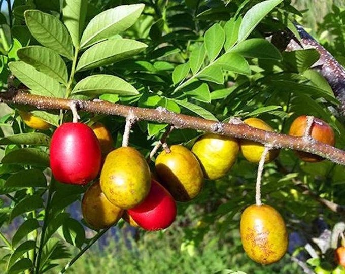 Red spanish/hog plum, ciruela, jocote rojo, mombin tree - 2  feet tall - ship in 3gal pot
