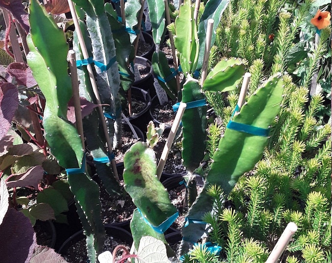Dragon fruit 'edgar's baby' - 1 plant -  1 feet tall - ship in 1 gal pot