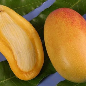 May include: A whole mango with a yellow and red skin next to a halved mango showing the fibrous, pale yellow pit and bright yellow flesh, all resting on several long, pointed green leaves against a solid light purple background.