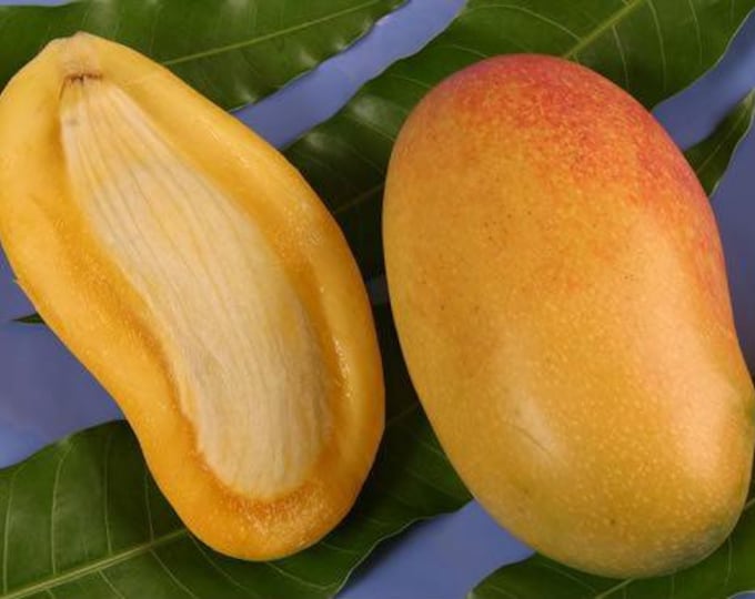 Valencia pride mango tree - 6" to 1 Feet Tall - Ship in 6" pot