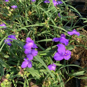 Tradescantia virginia purple spiderwort 1 feet tall in 6 pot image 2