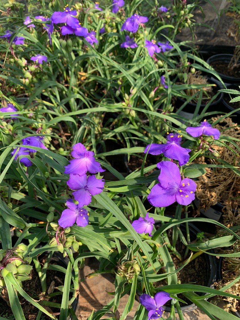 Tradescantia virginia purple spiderwort 1 feet tall in 6 pot image 2