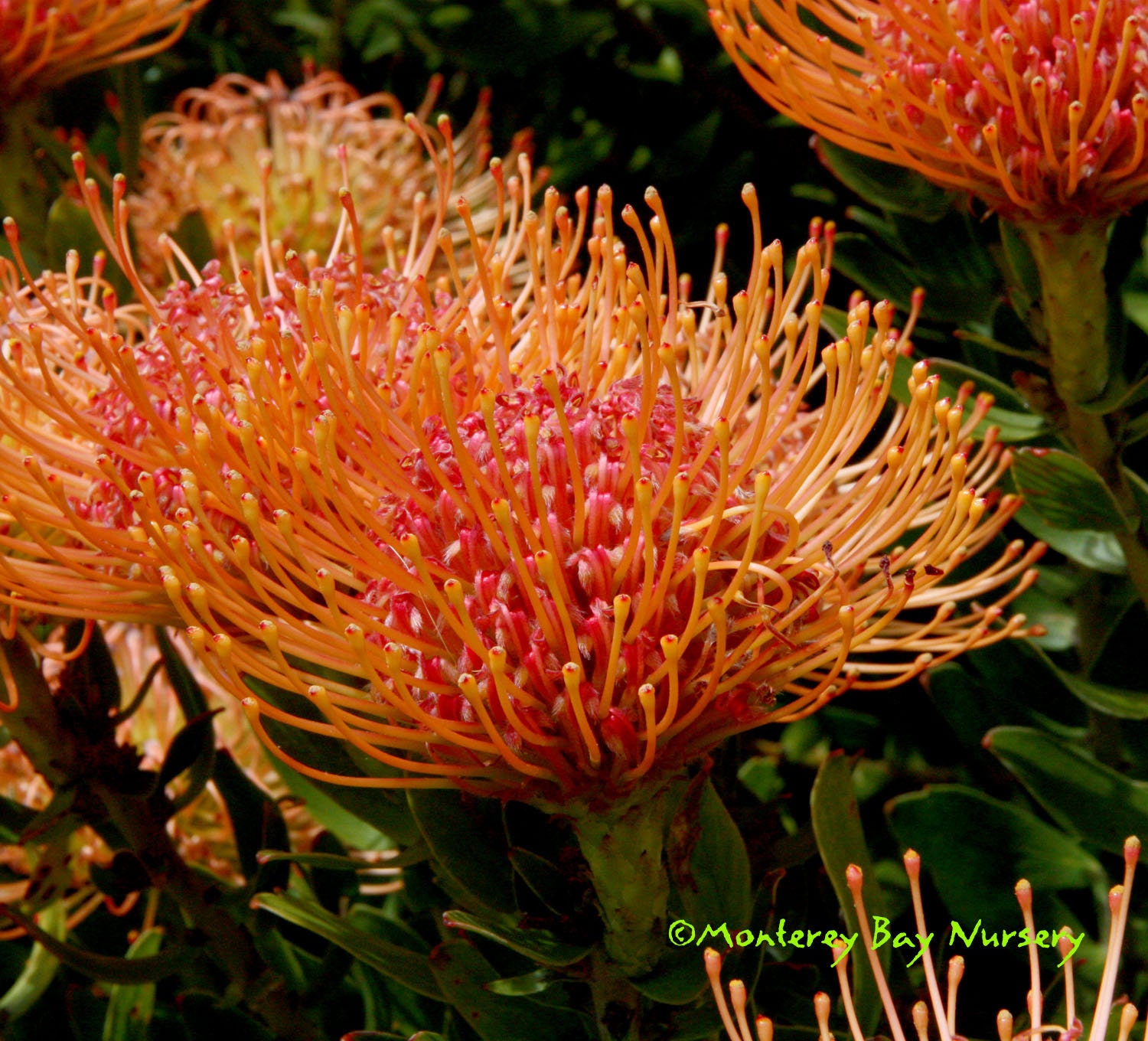 Leucospermum ‘Flame Giant’ - Pincushion - 1 Feet Tall - Ship in 3 Gal Pot