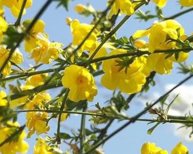 Primrose jasmine - jasminum mesnyi - 1 plants - 4 feet tall - ship in 3Gal pot