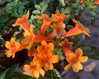 Orange tacoma sun trumpet live plant ship in 6" pot