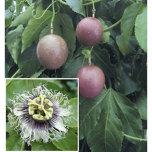 Purple Passion Fruit - 1 starter - 4" to 8" Tall  - Ship in 3" Pot