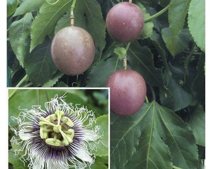 Purple Passion Fruit - 1 starter - 4" to 8" Tall  - Ship in 3" Pot