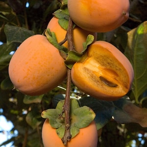 May include: Close-up of four ripe persimmons hanging from a tree branch. The persimmons are orange and have a smooth, shiny skin. One persimmon is partially cut open, revealing its orange flesh and seeds.