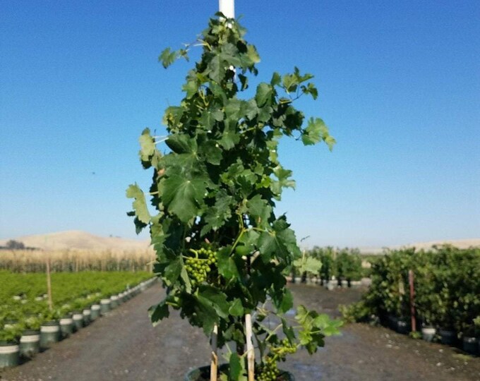 Merlot Grape - Vitis vinifera 'Merlot' -  1 Plants - 2 Feet Fall -  Ship in 3 Gal Pot