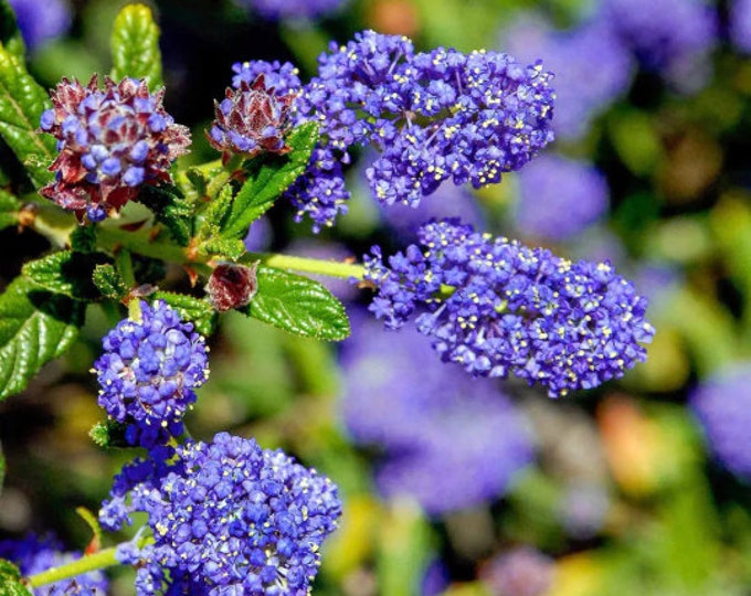 Ceanothus concha - 1 Feet Tall - ship in 6" pot