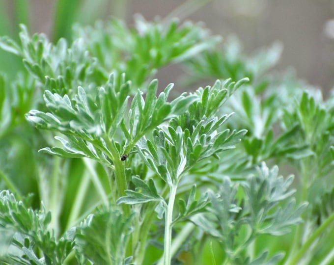 Sheeba Herb - Common Wormwood (Artemisia absinthium) - Ship in 6" Pot