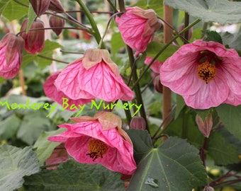 Abutilon 'Watermelon Candy'  - 1 Plant - 1 Feet Tall  - Ship in 6" Pot