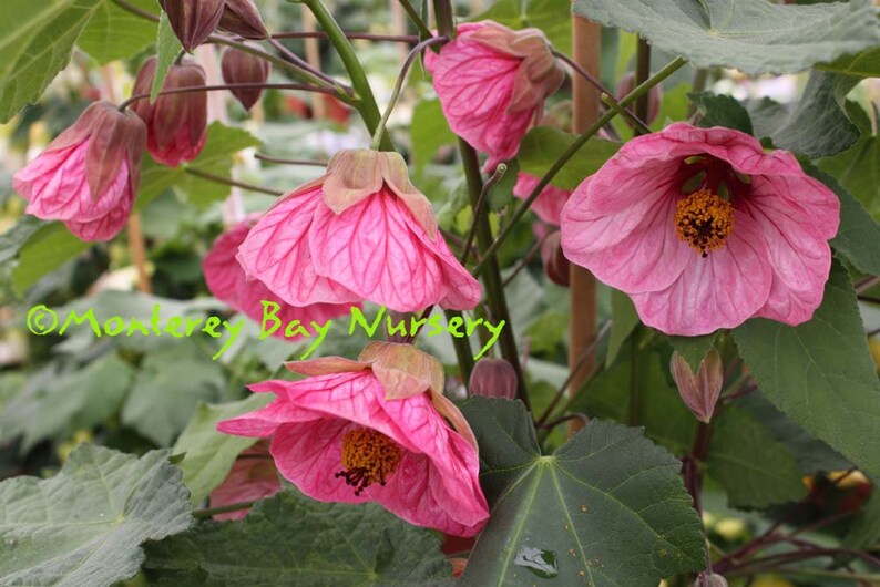 Abutilon 'Watermelon Candy' 1 Plant 1 Feet Tall Ship in 6 Pot image 1