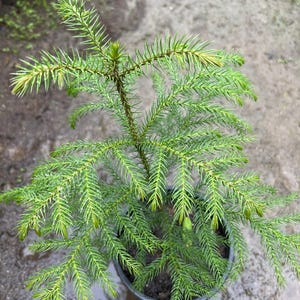 May include: A small green conifer tree in a black pot. The tree has many branches with soft, needle-like leaves.