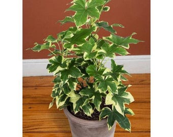 Ivy variegated tree ivy (x fatshedera lizei variegata) - 1  plant - 1  feet tall - ship in 6" pot