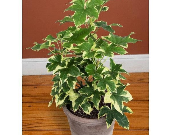 Ivy variegated tree ivy (x fatshedera lizei variegata) - 1  plant - 1  feet tall - ship in 6" pot