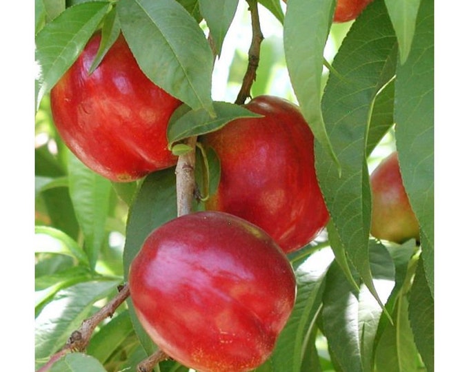 Red Gold Nectarine Tree, 4 Unrooted Cuttings 78 Inches Etsy