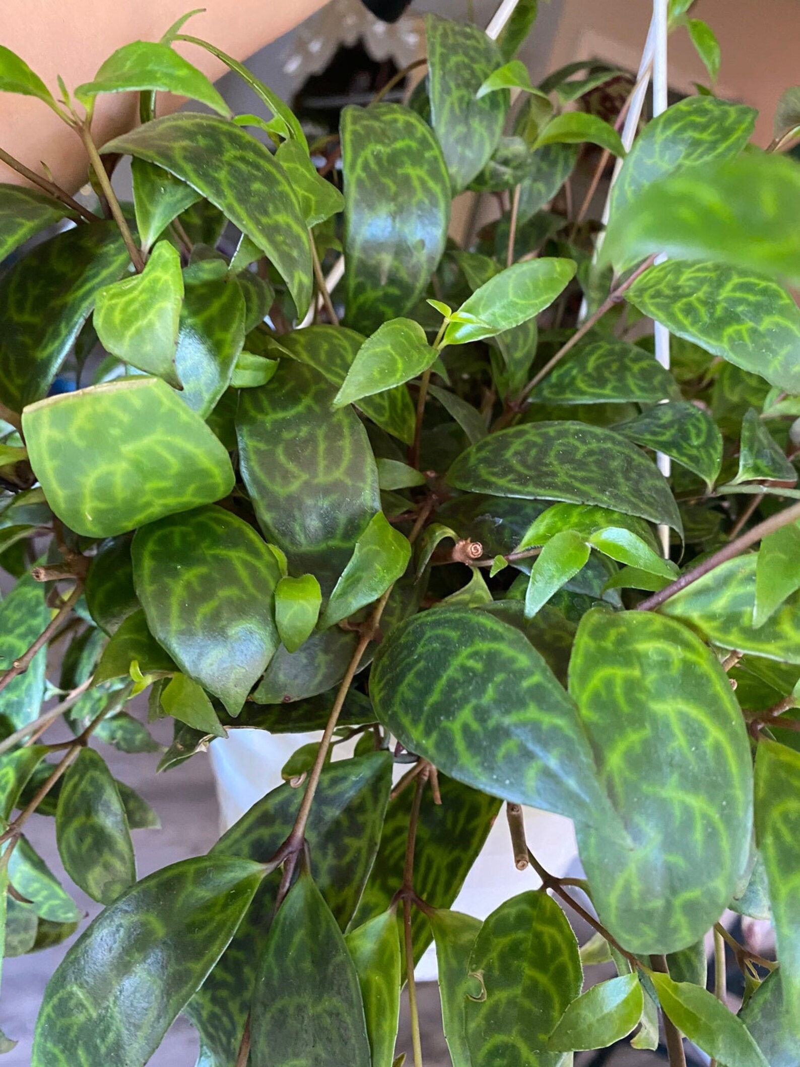 Black Pagoda Lipstick Plant 4 to 6 Tall Ship Etsy