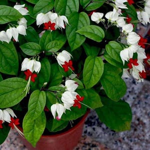 May include: A potted plant with white flowers and red centers. The plant has green leaves and is in a brown pot.