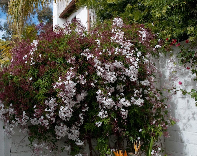Pink Jasmine - Jasminum polyanthum - 1  Plants - 3 Feet Tall - Ship in 3Gal Pot