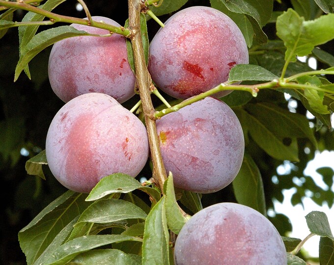 Plum Methley -3 to 4 Feet Tall - Ship in 3gal pot