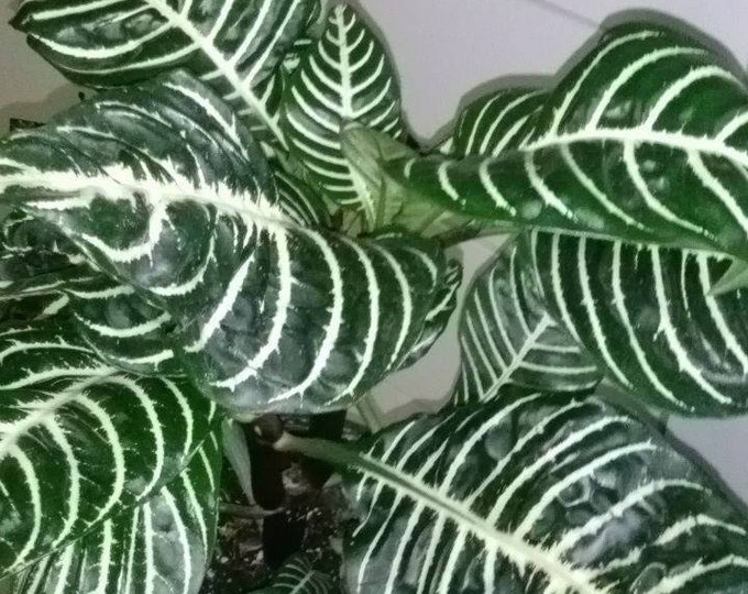 Zebra Plant (Aphelandra squarrosa ) - 4" Tal - Ship in 3" Pot