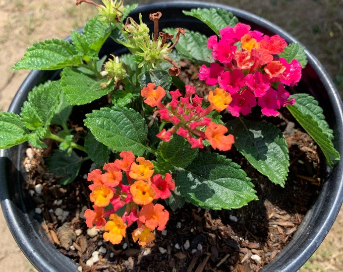 Lantana cherry sunrise 1 live plant  ship in 6" pot