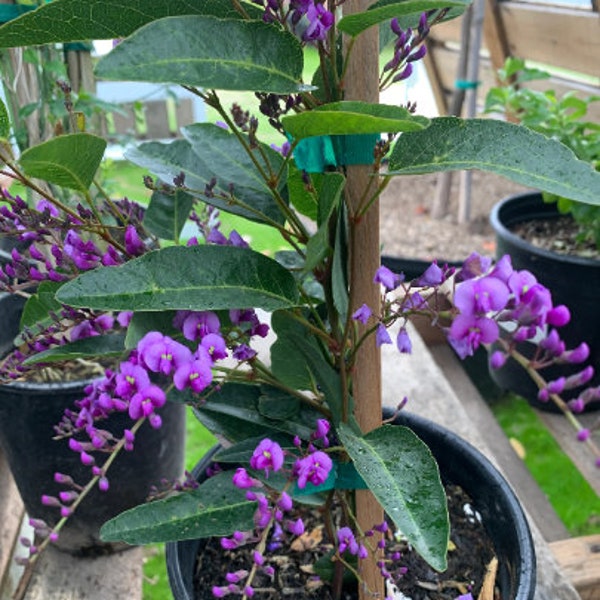 Hardenbergia violacea ‘Happy Wander’ - 1 Feet Tall - Ship in 6" Pot