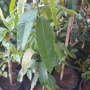 May include: Three potted mango trees with green leaves. The trees are in black plastic pots and are growing in brown soil. The trees are in a garden setting.