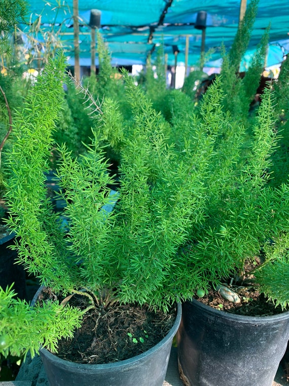 Foxtail Fern asparagus Densiflorus Myers 1 Live Plant Ship Etsy