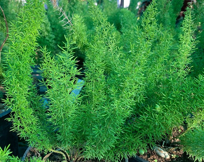 Foxtail fern (asparagus densiflorus myers) 1 live plant  ship in 6" pot