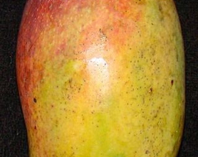 Valencia Pride Mango Tree   - 1 to 2  Feet Tall -  Ship in 3 Gal Pot