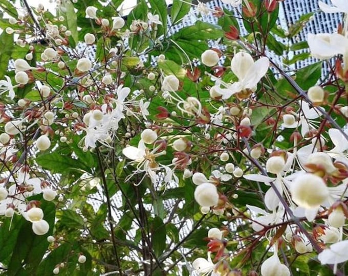 Clerodendrum schmidtii - Cây Dạ Ngọc Minh Châu -  1 plants  - 1 to 2  feet long  - ship in 3 gal pot