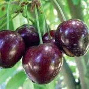 May include: Close-up of a cluster of dark purple cherries hanging from a branch. The cherries are shiny and plump, with stems attached.
