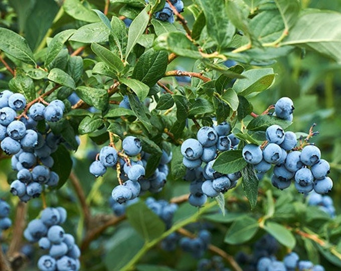 Misty blueberry (vaccinium ‘misty’) 1 feet tall 6" pot