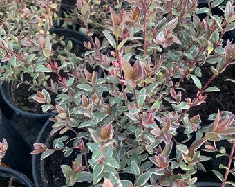 Ugni molinae Flambeau - Chilean Guava Variegated -  1  to 2 Feet Tall  - Ship in 3Gal Pot